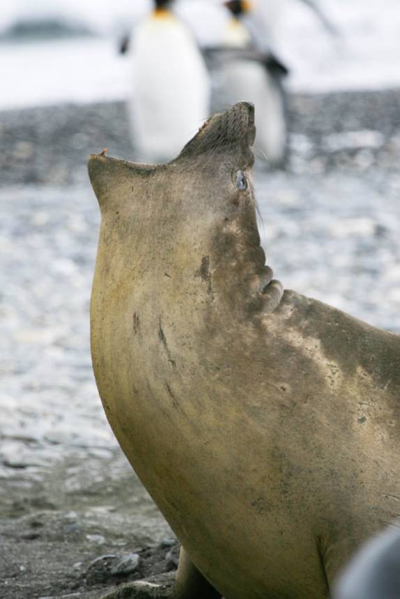 Um elefante-marinho parece tentar engolir um pinguim em Salisbury Plain, na Geórgia do Sul
